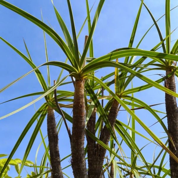 Зображення Велозія луската - Vellozia squamata