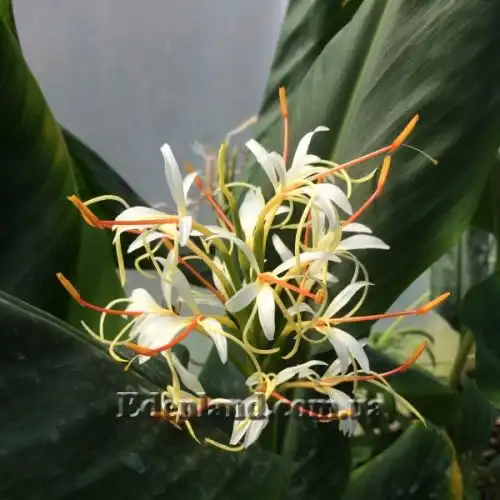 Зображення Гедіхіум колосистий - Hedychium spicatum