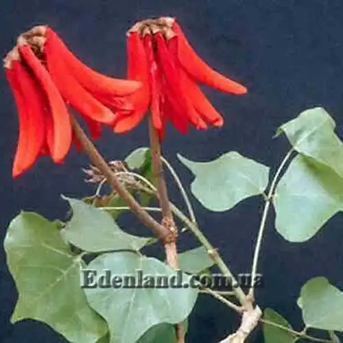 Еритріна лізистемон - Erythrina lysistemon