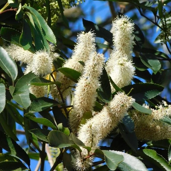 Изображение Кунония капская  - Cunonia capensis 