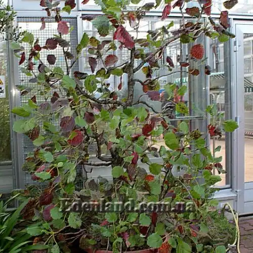 Изображение растение осенью