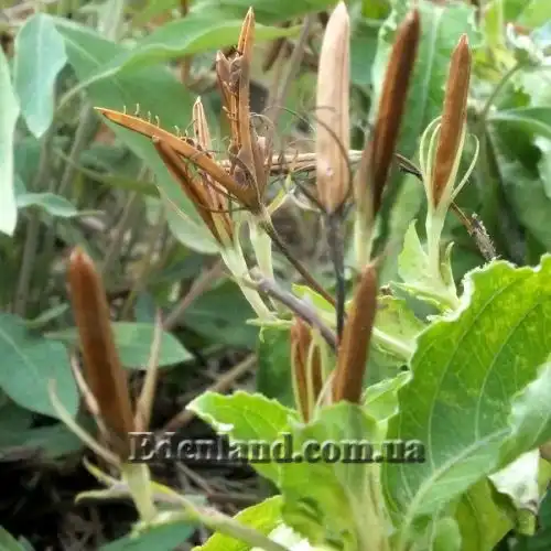 Изображение семена созревают