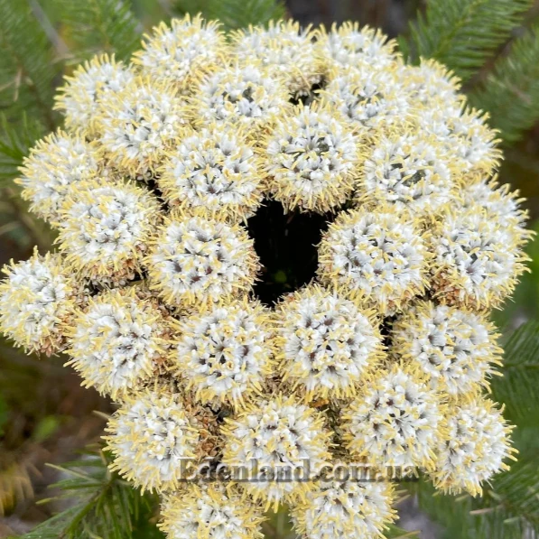 Изображение полное цветение