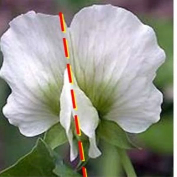 Зображення Зигоморфна квітка