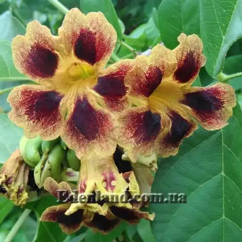 Изображение Маркамия занзибарская - Markhamia zanzibarica