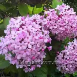 Изображение Лукулия приятнейшая - Luculia gratissima
