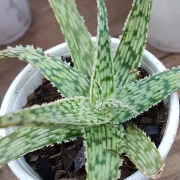 Алое Рауха - Aloe rauhii