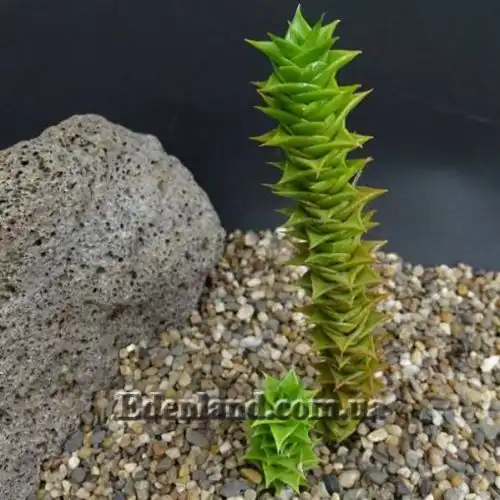 Изображение Астролоба листочковая - Astroloba foliolosa