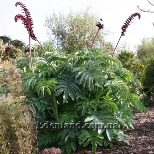 Зображення Меліантус великий - Melianthus major 