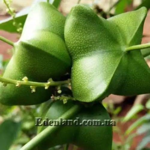 Изображение Плукенетия вьющаяся - Plukenetia volubilis