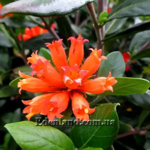 Зображення Бурчелія Бубаліна - Burchellia bubalina