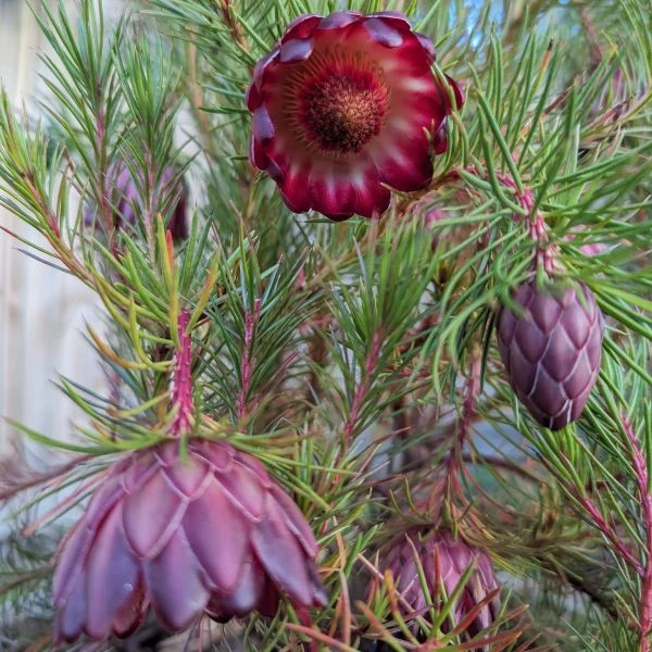 Изображение Протея карликовая  - Protea nana 