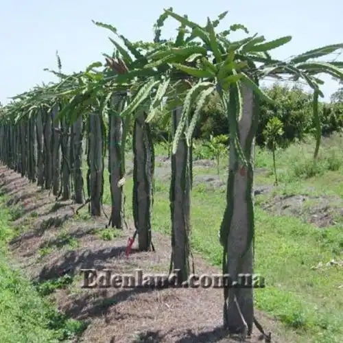 Изображение формирование кустов