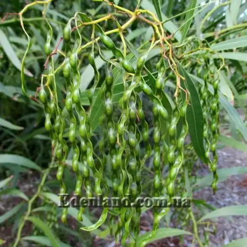 Изображение Акация крупножелезчатая - Acacia macradenia