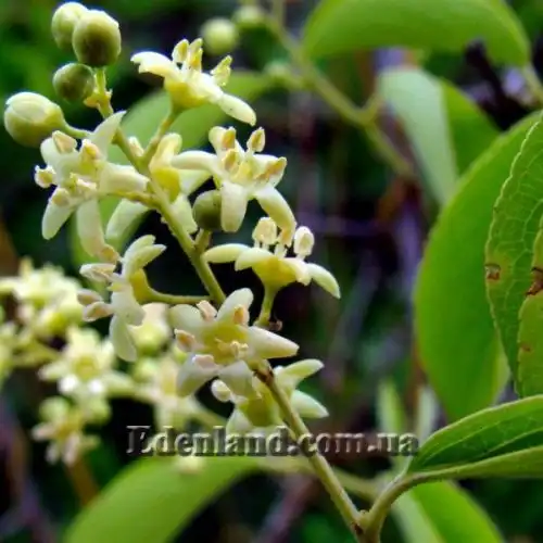 Изображение Целаструс метельчатый - Celastrus paniculatus