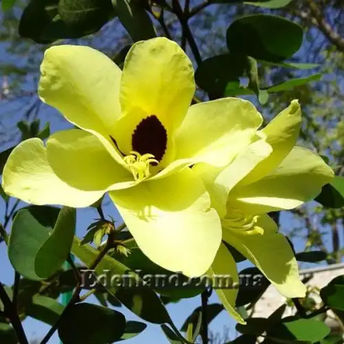 Изображение Баухиния войлочная - Bauhinia tomentosa