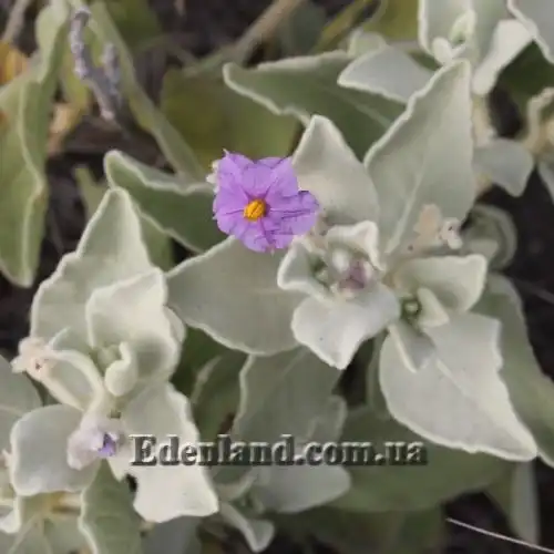 Изображение Паслен шерстистолистный - Solanum lasiophyllum 