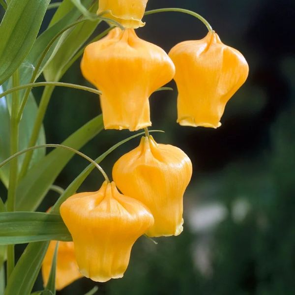 Изображение Сандерсония оранжевая  - Sandersonia aurantiaca