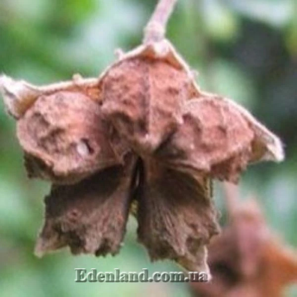 Зображення Павонія обгризена - Pavonia praemorsa