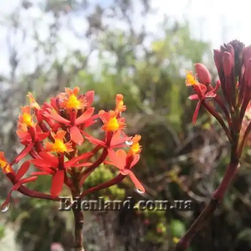Изображение Эпидендрум однобокий  - Epidendrum secundum 