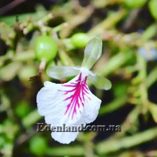 Изображение Элеттария кардамомум - Elettaria cardamomum