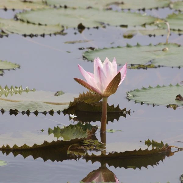 Зображення Німфея (Латаття) опушена рожева - Nymphaea pubescens 'Pink' 