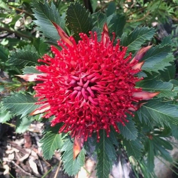 Зображення Телопея прекрасна - Telopea speciosissima 