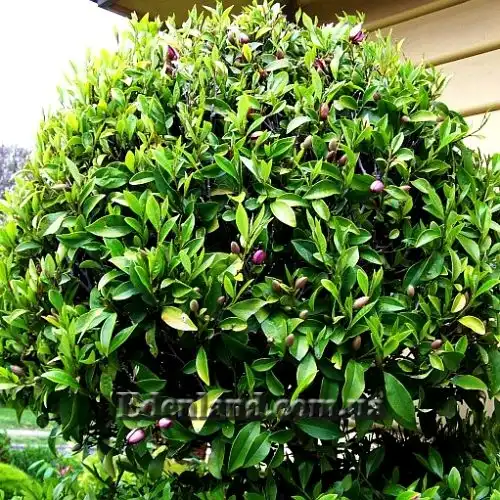 Изображение Михелия фиго - Michelia figo