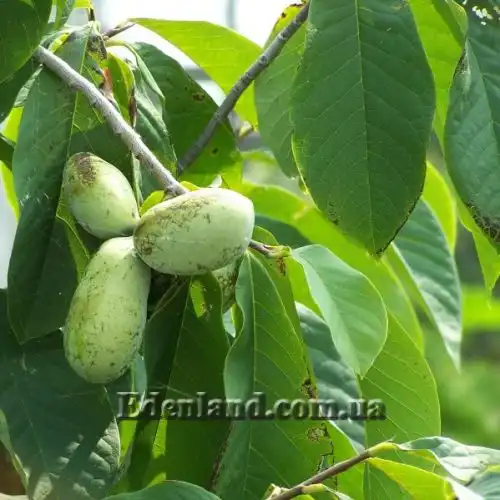 Изображение Азимина трехлопастная - Asimina triloba