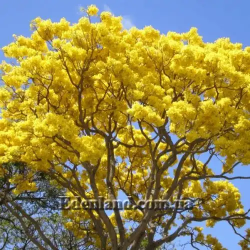 Изображение Розеодендрон Донель-Смита - Roseodendron donnell-smithii