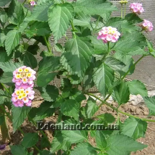 Изображение цветы