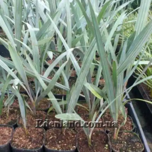 Изображение сеянцы