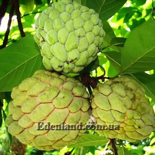 Аннона чешуйчатая - Annona squamosa