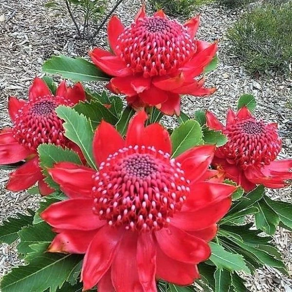 Телопея прекрасна - Telopea speciosissima 