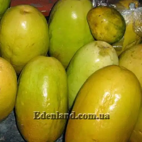 Изображение Пассифлора четырехугольная - Pasiflora quadrangularisи