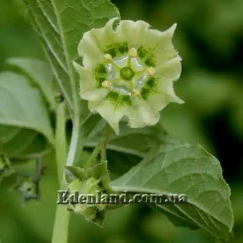 Изображение Джалтомата лежачая  - Jaltomata procumbens