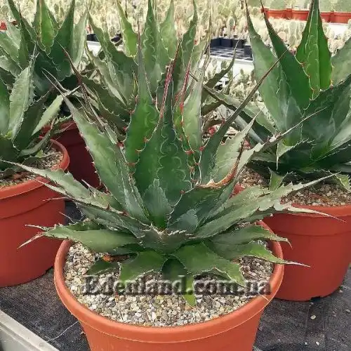 Изображение Агава Монтана - Agave montana