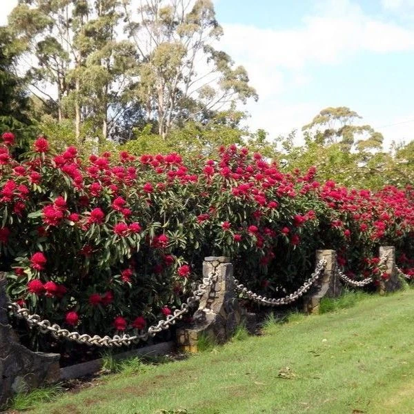 Зображення Телопея прекрасна - Telopea speciosissima 
