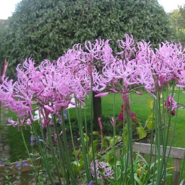 Зображення Неріне хвиляста - Nerine undulata 