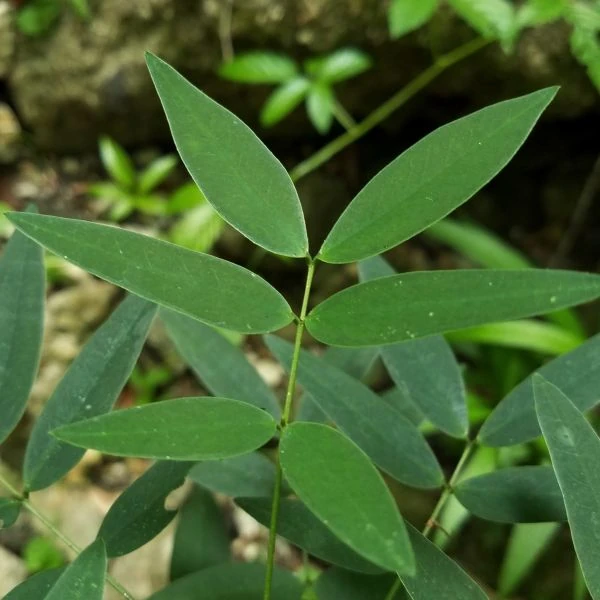 Изображение Сенна щитковидная - Senna corymbosa 