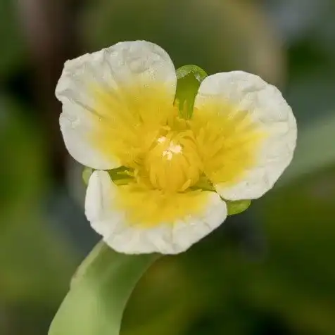 Зображення квітка