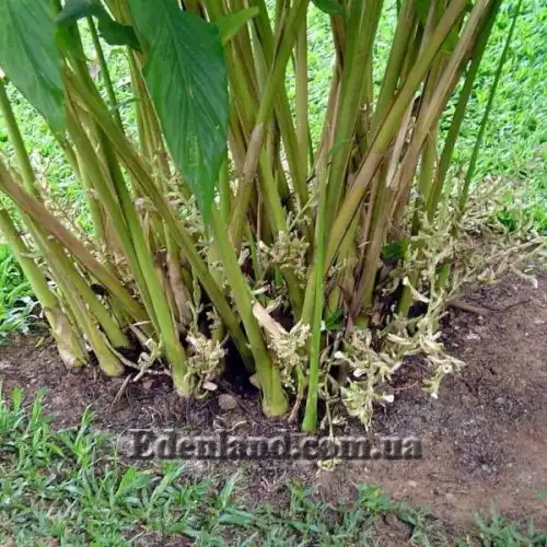 Изображение Элеттария кардамомум - Elettaria cardamomum