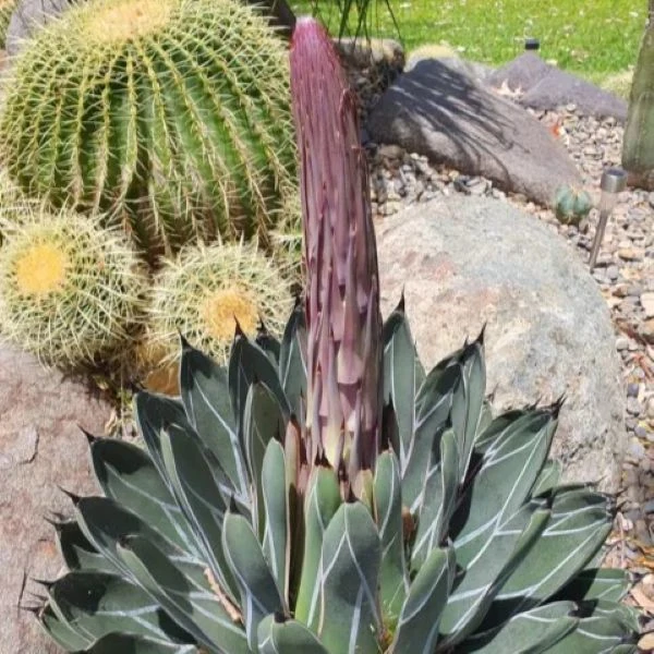 Изображение начало цветения