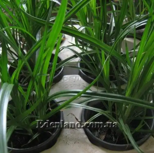 Изображение саженцы