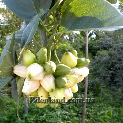 Зображення Кордія Себестена - Cordia sebestena