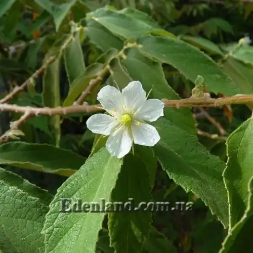 Изображение Мунтингия калабура - Muntingia calabura