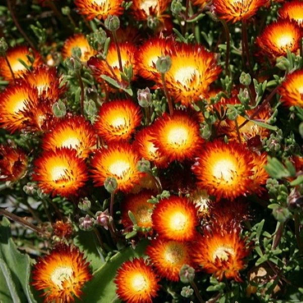 Зображення Дрозантема двокольорова - Drosanthemum bicolor