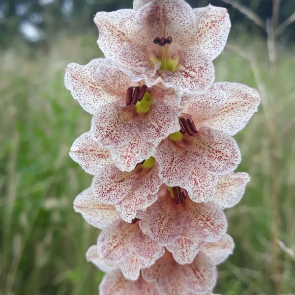 Гладіолус Еклона - Gladiolus ecklonii 