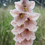 Изображение Гладиолус Эклона  - Gladiolus ecklonii