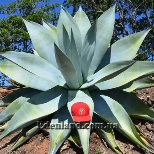 Изображение Агава Гуиенгола - Agave guiengola